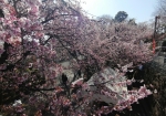 一番の見どころは参道の桜並木。上から眺めるのが一番美しい