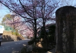 参道の桜並木が名物