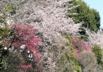 五色の桜