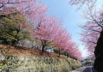 自然の森の桜と寺の駐車場の桜でにぎわっている