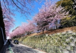 安行桜の並木。右が自然の森