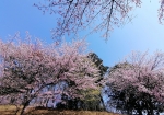 安行桜の様子