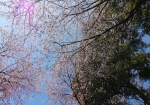上から覆いかぶさるかのような桜