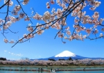 桜が満開の東山湖フィッシングエリア