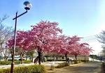 ソメイヨシノが咲く少し前です