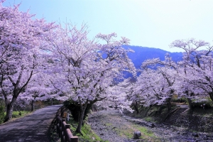 4/10 緩やかなカーブを描く“桜”の春景色を楽しみながら‘ゆっくり’...と、めぐり歩きます・・・!!!