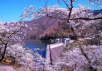 4/10 咲き誇る“桜”と、ダム湖の堤頂を散策する花見の人々を・・・!!!