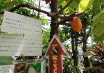 東京の植物園でもっともカカオが成っている