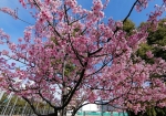 河津桜満開。園のはしっこに6本ぐらいある