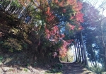 紅葉と竹林が美しい寺の裏。