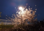 美し夜桜