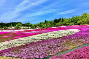 白、ピンク、紫の芝桜と青空で