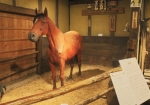江戸農家の馬
