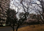 咲いてない木は3月に入ったら咲くだろう