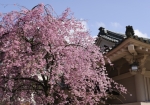 菊の湯　枝垂れ桜　©山中温泉観光協会