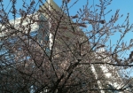 暖かい日々が続き東京ははやいとこ桜さいてる（京橋の桜）