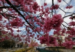 近くの木場公園内には河津桜が一本だけ咲いてる。