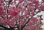 複数種類の桜が植わってる
