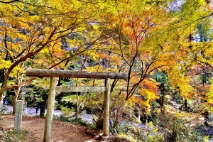 ちょうどいい紅葉でした