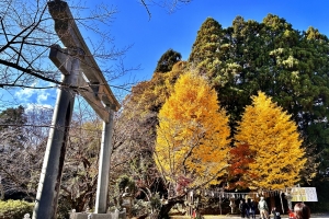 色鮮やかなイチョウの木です