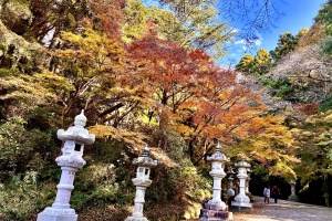 参道も紅葉でした