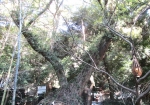 神社内の御神木