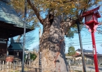 巨木信仰とも関連してるのだろう。御柱祭やら巨木やら木に縁がある神社。